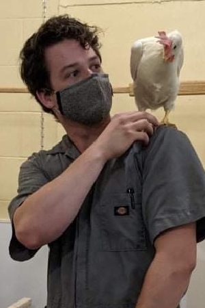 A person with short dark hair wearing a grey tshirt and a facemask, has a hen on their shoulder.